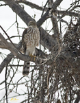 Northern Goshawk